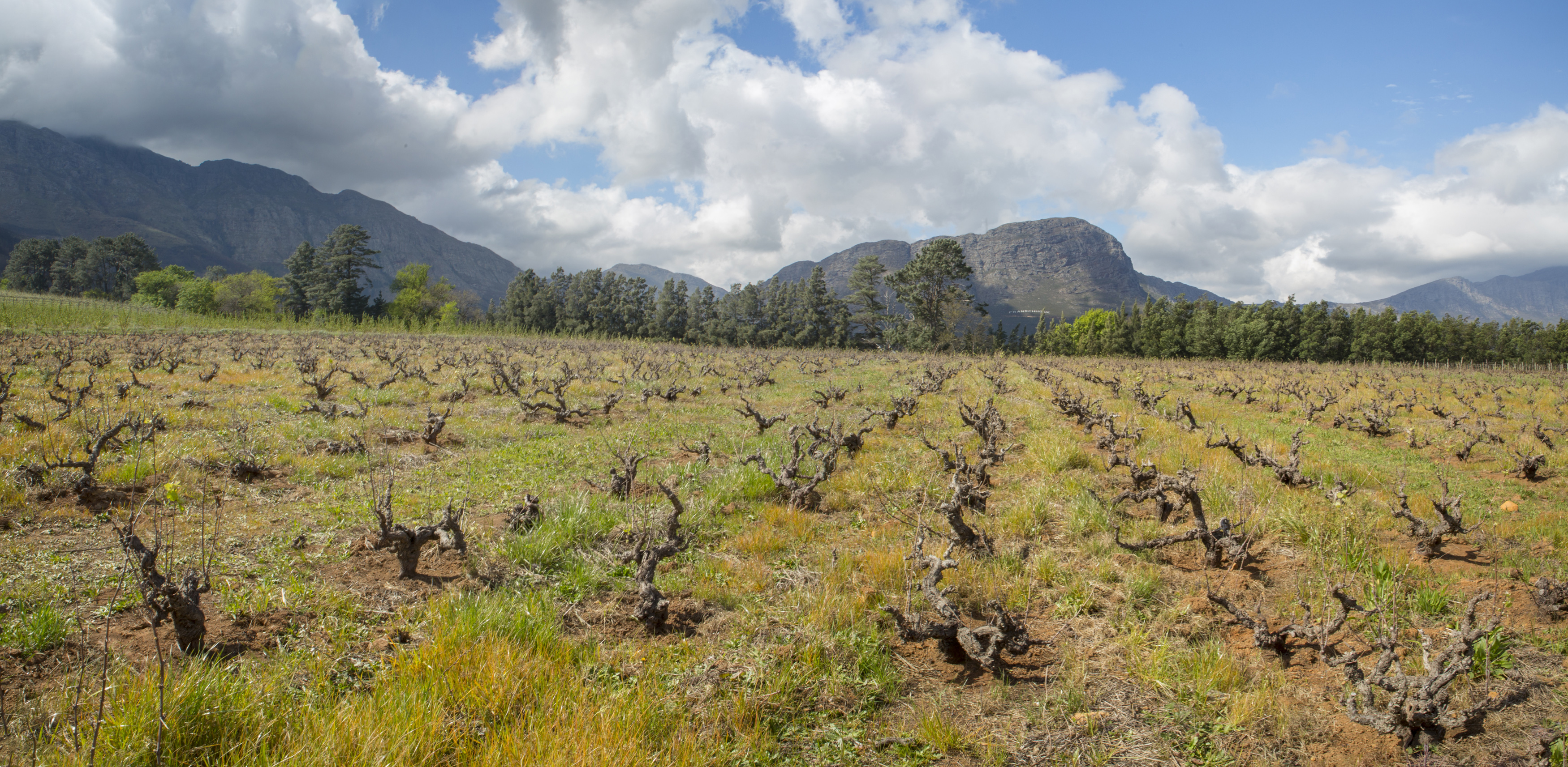 20160908 Vineyard FHoek Pano